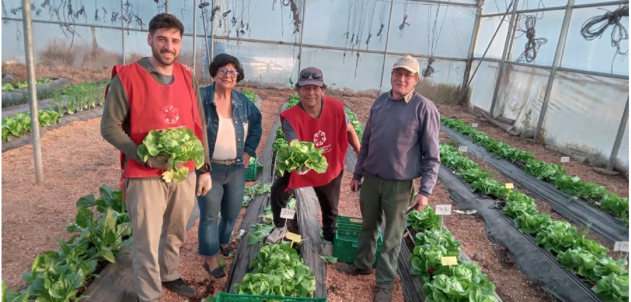 Donación de lechuga al Banco de Alimentos