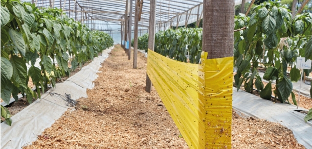 Jornada de Capacitación Hortícola: “Nuevas tecnologías en los modelos de producción y buenas prácticas” 