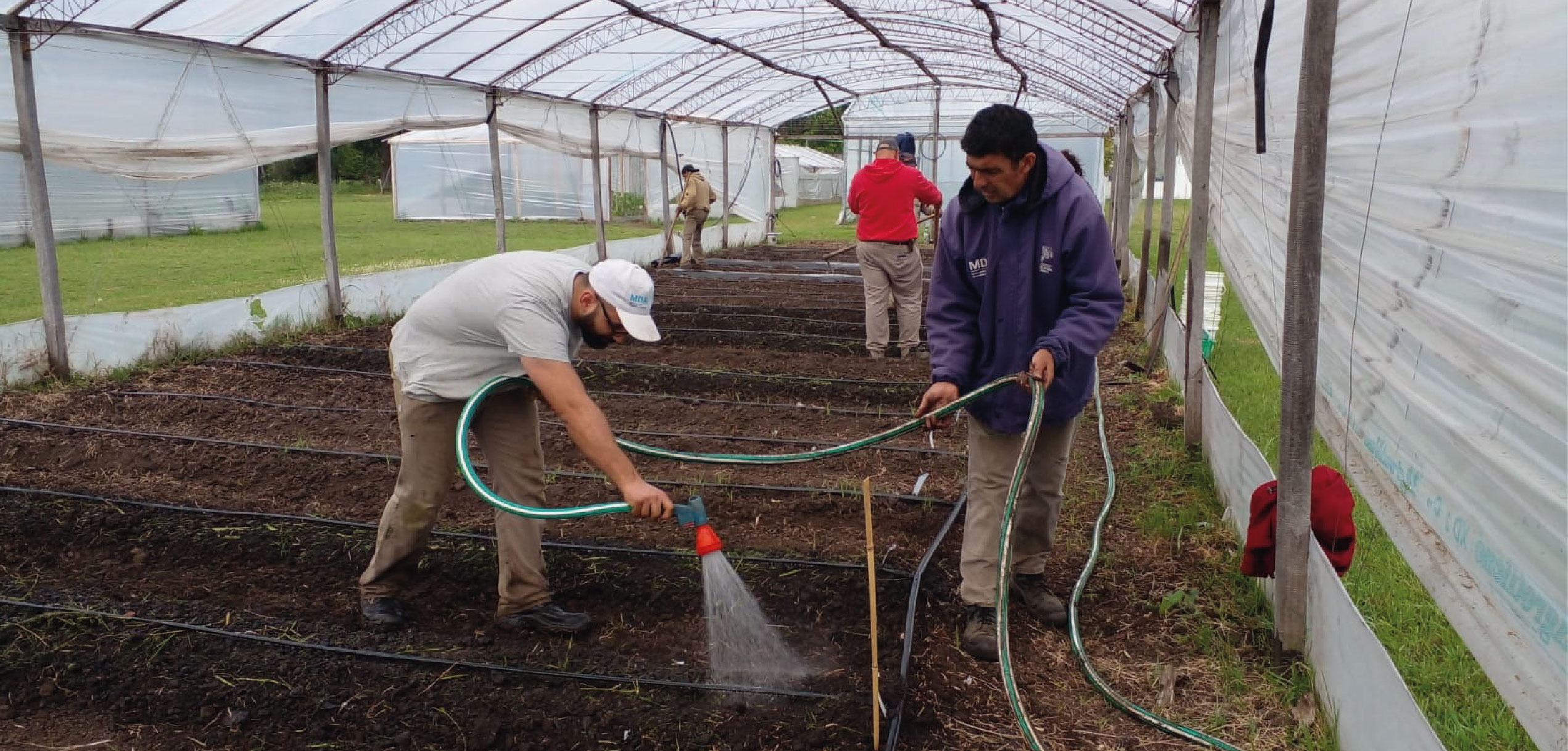 Ensayo de biofumigación con mostaza india en la E.E. Gorina